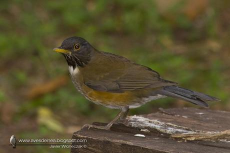 Zorzal collar blanco (White-necked Thrush) Turdus albicollis