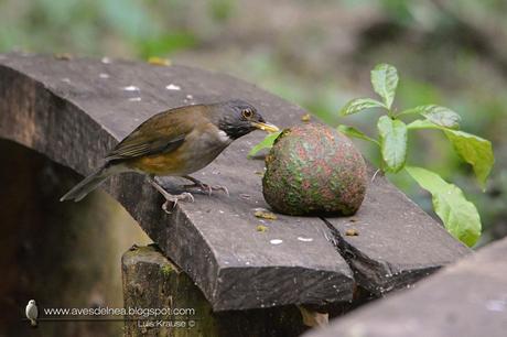 Zorzal collar blanco (White-necked Thrush) Turdus albicollis