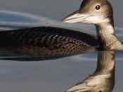 Colimbo grande anilla noruega