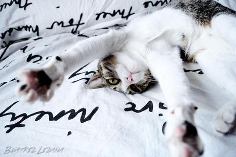 Mi proceso creativo, o de cómo escribir sobre el viaje eterno: la emigración juvenil Minnie_2014_bcn_009