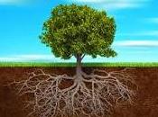 árbol Pastor: modestia arriba, récord mundial debajo