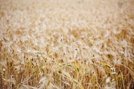 La alergia al trigo, la sensibilidad al Gluten y la enfermedad celíaca. Diferencias y soluciones