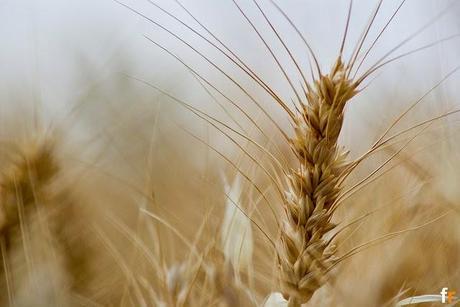 La alergia al trigo, la sensibilidad al Gluten y la enfermedad celíaca. Diferencias y soluciones