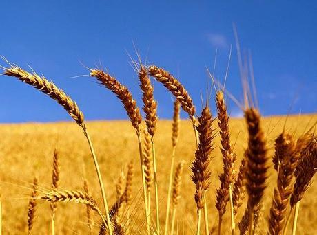 La alergia al trigo, la sensibilidad al Gluten y la enfermedad celíaca. Diferencias y soluciones