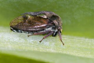 Para ampliar Centrotus cornutus (Fabricius 1803) hacer clic