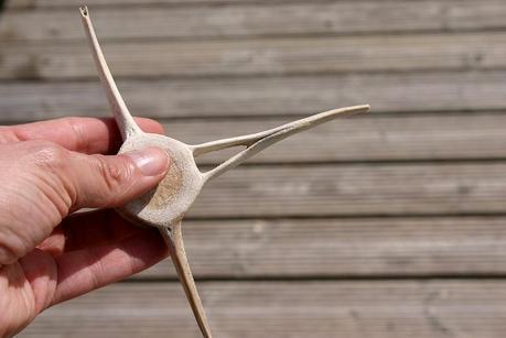 Cosas del mar baldaio_53_20140405 - Version 2