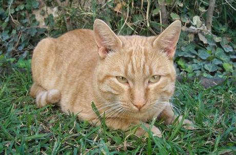 Estrategias en la búsqueda de empleo.