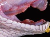 Veneno serpiente para combatir cáncer