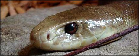 Veneno de serpiente para combatir el cancer