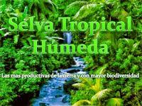 Este blog apoya la iniciativa Mesas Verdes y la comparte con el mundo y sus lectores apadrinando un metro cuadrado de Selva Tropical