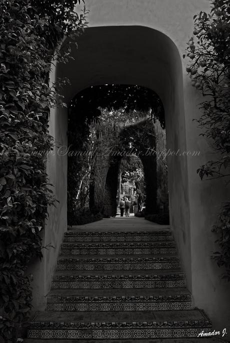 SEVILLA: REALES ALCÁZARES...Parte II: JARDINES