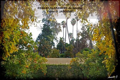 SEVILLA: REALES ALCÁZARES...Parte II: JARDINES