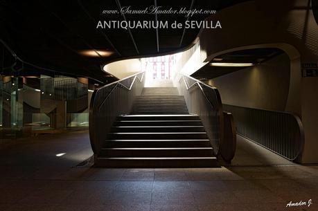 SEVILLA: ANTIQUARIUM