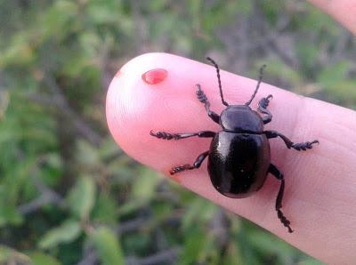 El extraordinario caso del escarabajo de la nariz sangrante