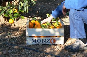 Naranjas online Hermamos Monzo