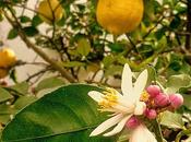 Desde jardín Azahares Girondo