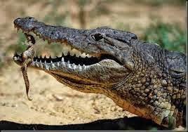 Mamita querida: la madre cocodrilo.