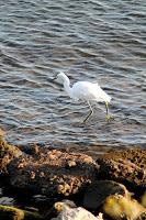 White Egret