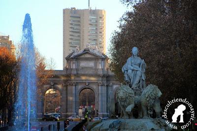 Los leones de Cibeles