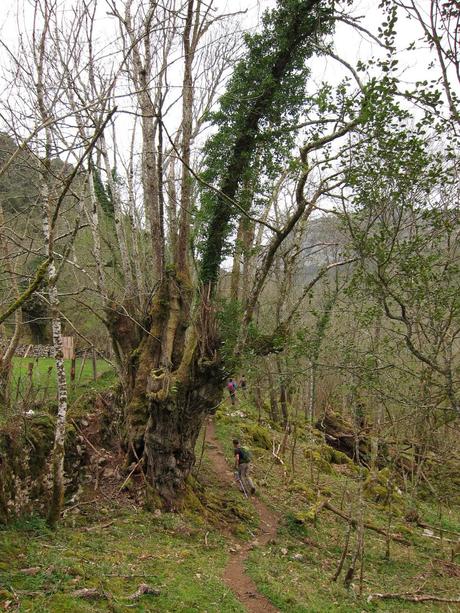 PUENTE LA VIDRE - CUETO LAS VACAS - CUETO CARRASPION Y FOZ DEL RUBÓ  (PARTE 2)