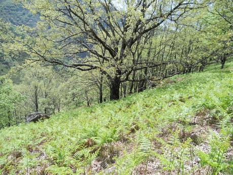 IV CARRERA GARGANTA DE LOS INFIERNOS. JERTE. ABRIL 2014. Crónica de me asomé al Olimpo de los Dioses del Ultrafondo y acabé sintiéndome como Dante en su Divina Comedia.