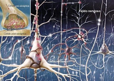 neuronas-cerebro-axones-conexiones
