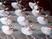 cisnes