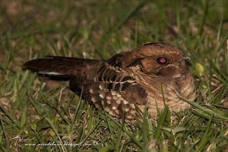 Curiango (Pauraque) Nyctidromus albicollis