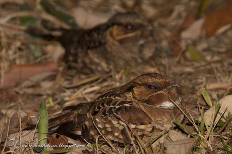 Curiango (Pauraque) Nyctidromus albicollis