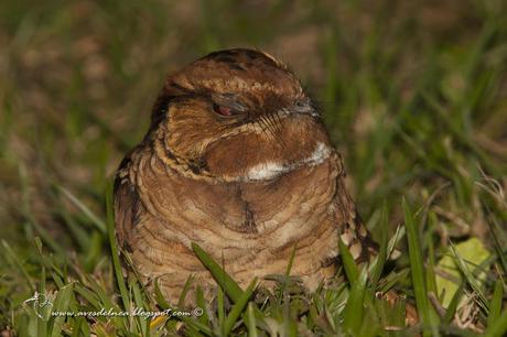 Curiango (Pauraque) Nyctidromus albicollis