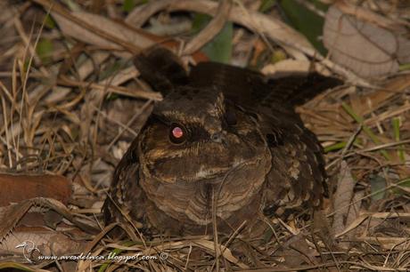 Curiango (Pauraque) Nyctidromus albicollis