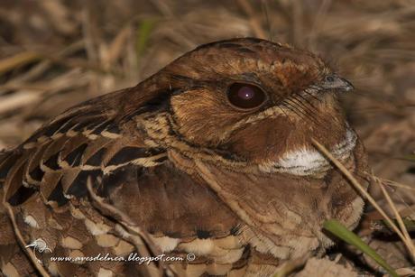 Curiango (Pauraque) Nyctidromus albicollis