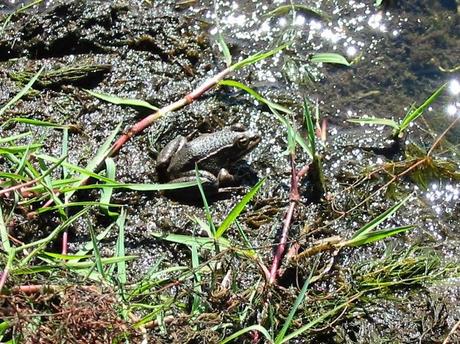 LAS RANAS DESARROLLAN RÁPIDAS DEFENSAS ANTE EN ACOSO DE ESPECIES INVASORAS