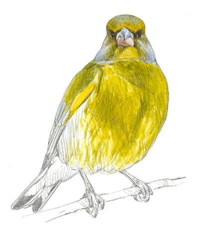 EL TIEMPO EXTREMO AFECTA A LA REPRODUCCIÓN DE LAS AVES.