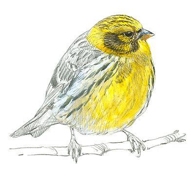 EL TIEMPO EXTREMO AFECTA A LA REPRODUCCIÓN DE LAS AVES.