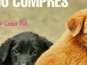 Buenas razones para adoptar mascota