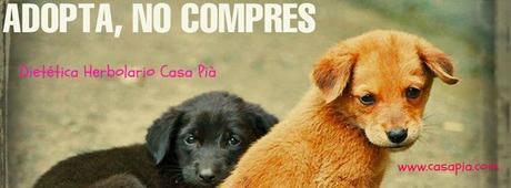 Buenas razones para adoptar una mascota adopta..1