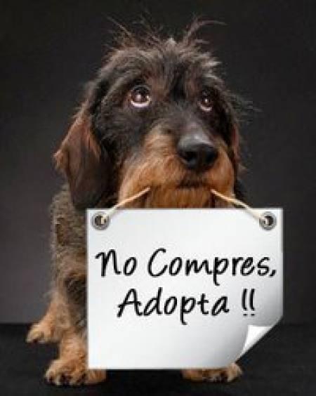 Buenas razones para adoptar una mascota Buenas razones para adoptar una mascota