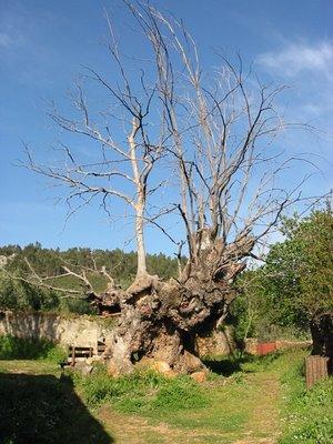 VISITA FOTOGRÁFICA POR ARCO