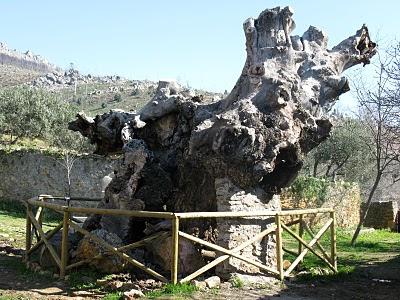 EL MÁS VIEJO DEL LUGAR...