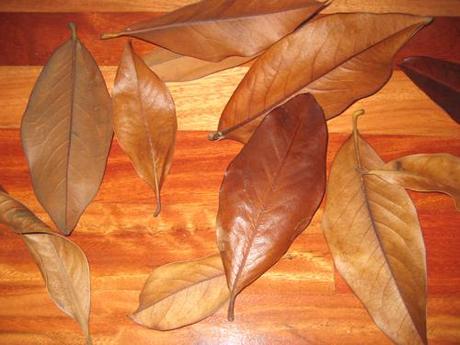 Colorido de las hojas secas