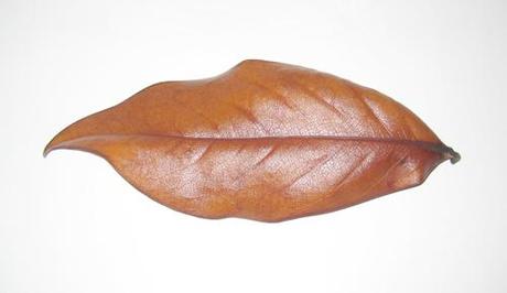 Hoja seca de Magnolio, textura
