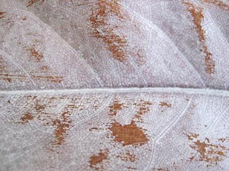 Detalle hoja seca pintada y decapada