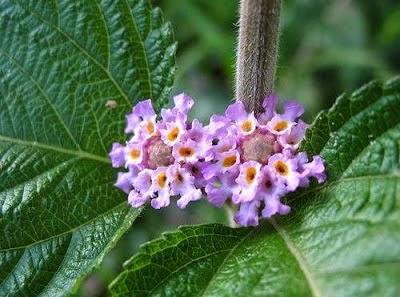 Achillea millefolium consejos