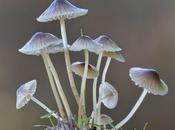 Macro 2014 (setas)