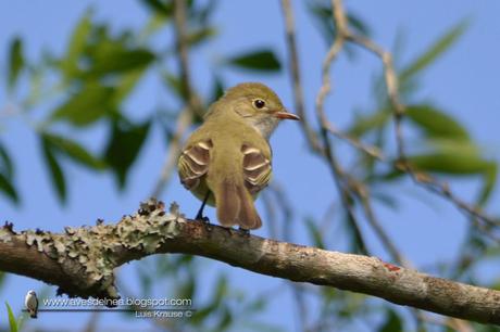 Fiofío pico corto (Small-billed Elaenia) Elaenia parvirostris