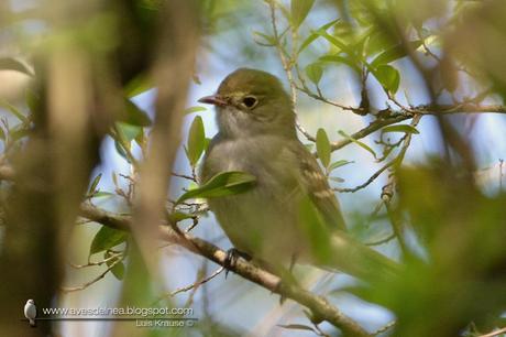 Fiofío pico corto (Small-billed Elaenia) Elaenia parvirostris