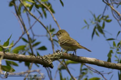Fiofío pico corto (Small-billed Elaenia) Elaenia parvirostris