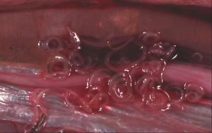 anisakis2 300x188 Mi opinión sobre el anisakis