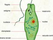 Reino protista